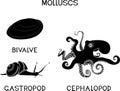 Black silhouette of three types of molluscs: cephalopod, gastropod, bivalve.